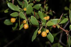 Lycium boerhaviifolium