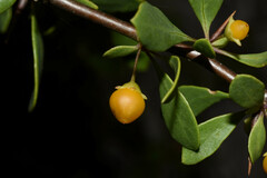 Lycium boerhaviifolium