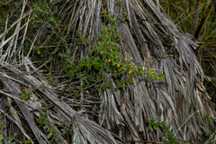 Lycium boerhaviifolium