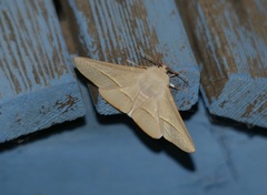 Oenochroma orthodesma