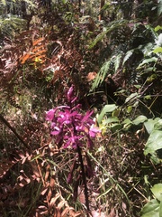 Dipodium punctatum