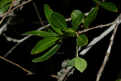 Terminalia australis