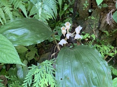 Acanthophippium striatum