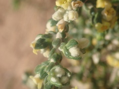 Thymelaea hirsuta