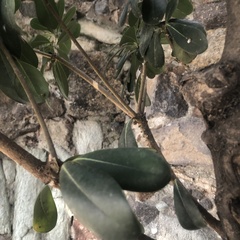 Melaleuca