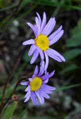 Afroaster perfoliatus