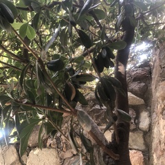 Melaleuca
