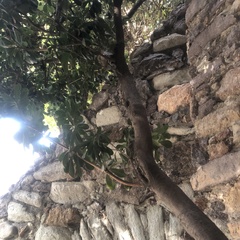 Melaleuca