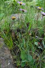 Afroaster perfoliatus
