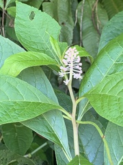 Phytolacca japonica
