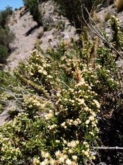 Baccharis grisebachii