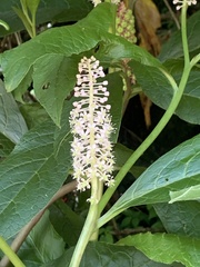 Phytolacca japonica