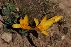 Crocus chrysanthus