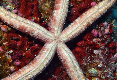 Dactylosaster cylindricus