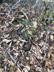 Coluber constrictor constrictor