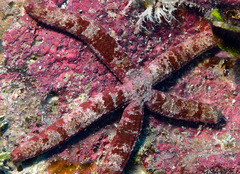 Dactylosaster cylindricus