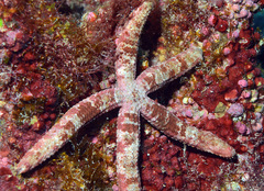 Dactylosaster cylindricus