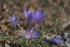 Crocus damascenus