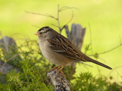 Zonotrichia leucophrys