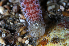 Austrosquilla osculans