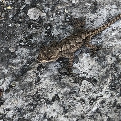 Sceloporus