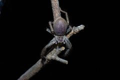 Sparassidae