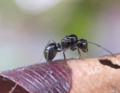 Polyrhachis australis