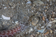 Austrosquilla osculans