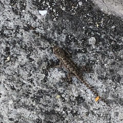 Sceloporus