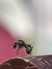 Polyrhachis australis