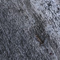 Sceloporus