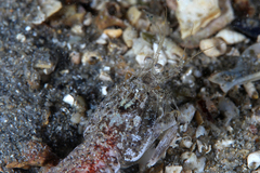 Austrosquilla osculans