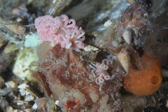 Phyllodesmium serratum