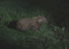 Hydrochoerus isthmius
