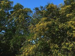 Ventilago madraspatana