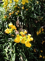 Calceolaria pinifolia