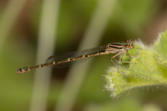 Austroagrion cyane