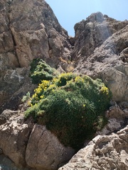Calceolaria pinifolia