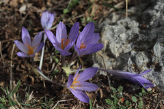 Crocus damascenus