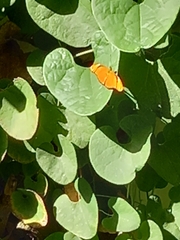 Dryas iulia moderata