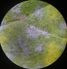 Golovinomyces sordidus