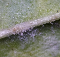 Golovinomyces sordidus