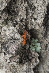 Pseudomyrmex apache