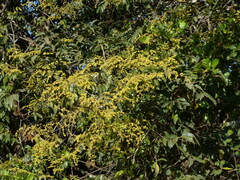 Ventilago madraspatana