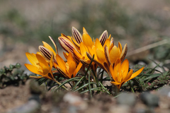 Crocus graveolens