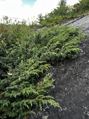 Juniperus communis depressa