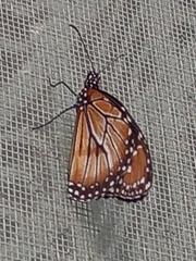 Danaus eresimus montezuma