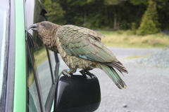 Nestor notabilis