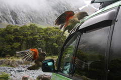 Nestor notabilis