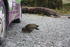 Nestor notabilis